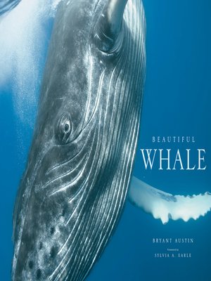 cover image of Beautiful Whale